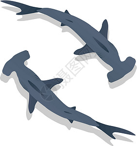 黑鳍鲨锤鲨设计图片