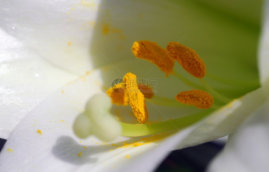 白氨酰氟花花粉黄色热带植物群花园粮食园艺图片