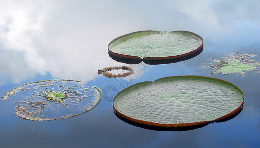 利叶水叶子百合生长池塘光盘花园睡莲圆形背景图片