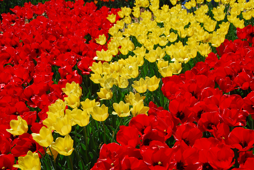 红色黄色郁金花植物群生长郁金香场地花园香味园艺图片