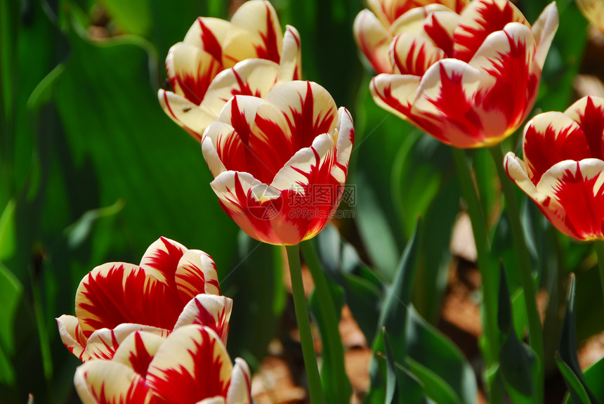 红白郁金花郁金香生长白色场地植物群园艺花园香味图片