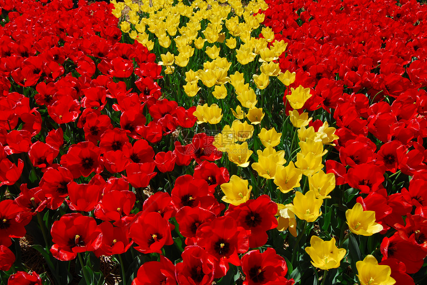 红色黄色郁金花郁金香植物群花园生长场地园艺香味图片