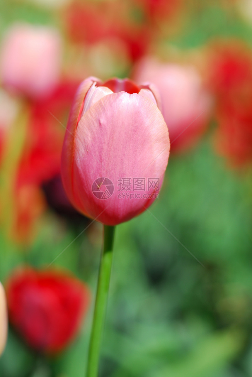 粉红色郁金花郁金香生长场地香味园艺植物群花园图片