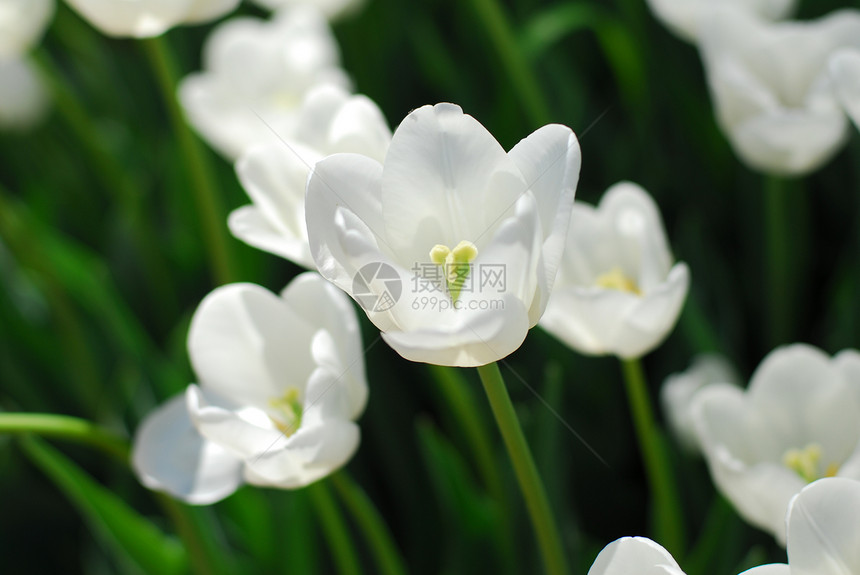 白色黄色郁金花花园植物群香味生长园艺郁金香图片