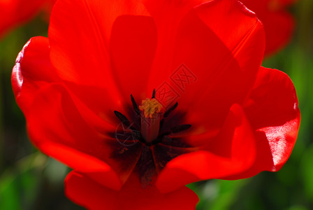 红郁金花花园郁金香植物群香味生长园艺背景图片