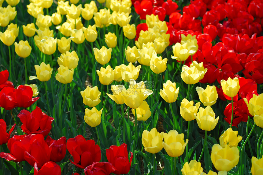 红色黄色郁金花香味花园园艺生长场地植物群郁金香图片