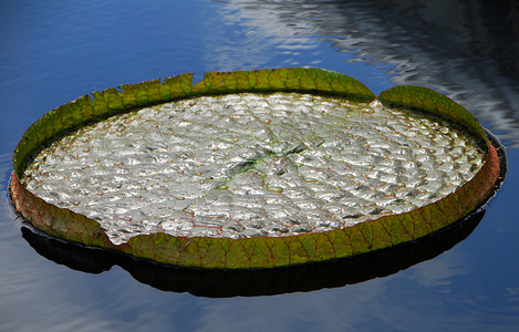 利叶水睡莲百合花园生长圆形池塘光盘叶子背景图片