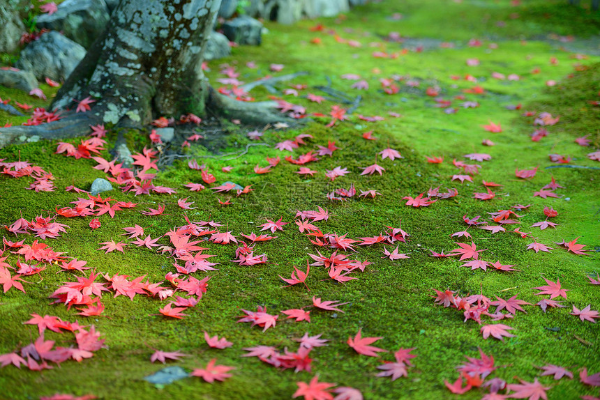 秋天 绿苔草地上的红色树叶图片