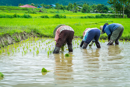 稻草地种植农民在稻田中移植稻种树苗食物稻草传统收成农村草地文化植物粮食热带背景