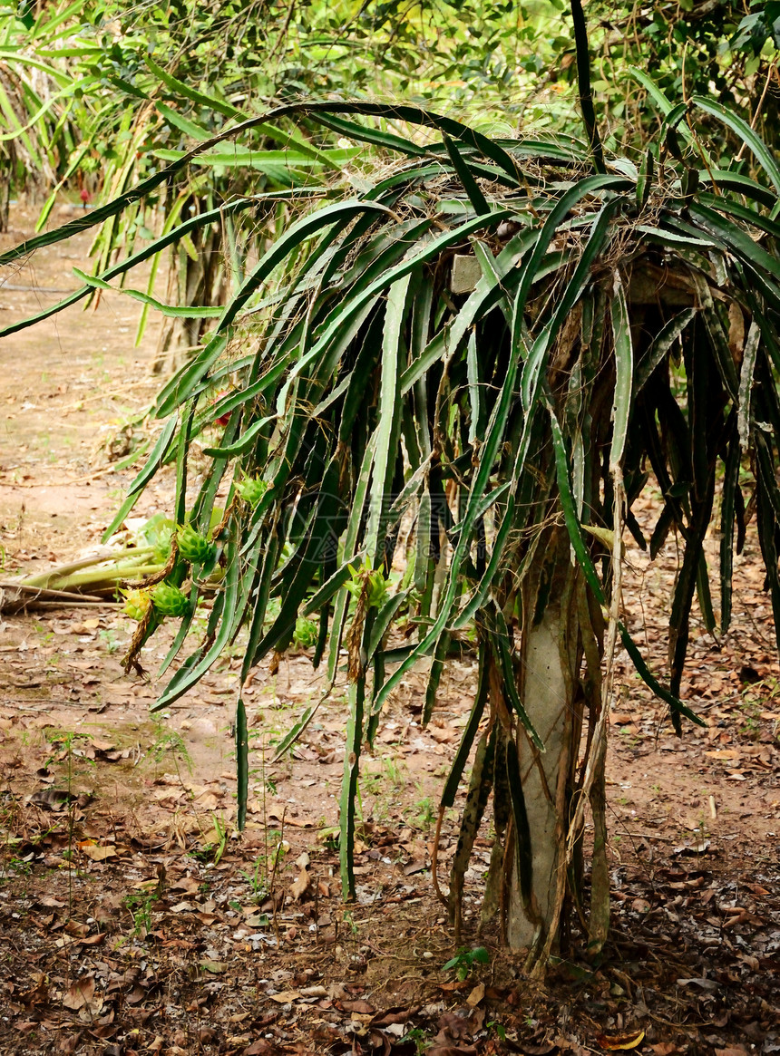 神龙果园热带树干叶子植物群农场情调收成农村植物异国图片