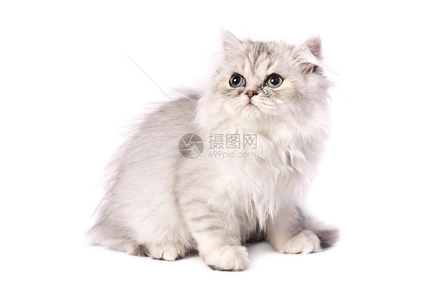 百塞小猫毛皮猫科动物影棚纯种猫动物猫咪宠物白色图片
