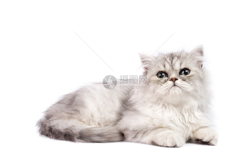 百塞小猫猫咪动物猫科动物毛皮影棚白色纯种猫宠物图片