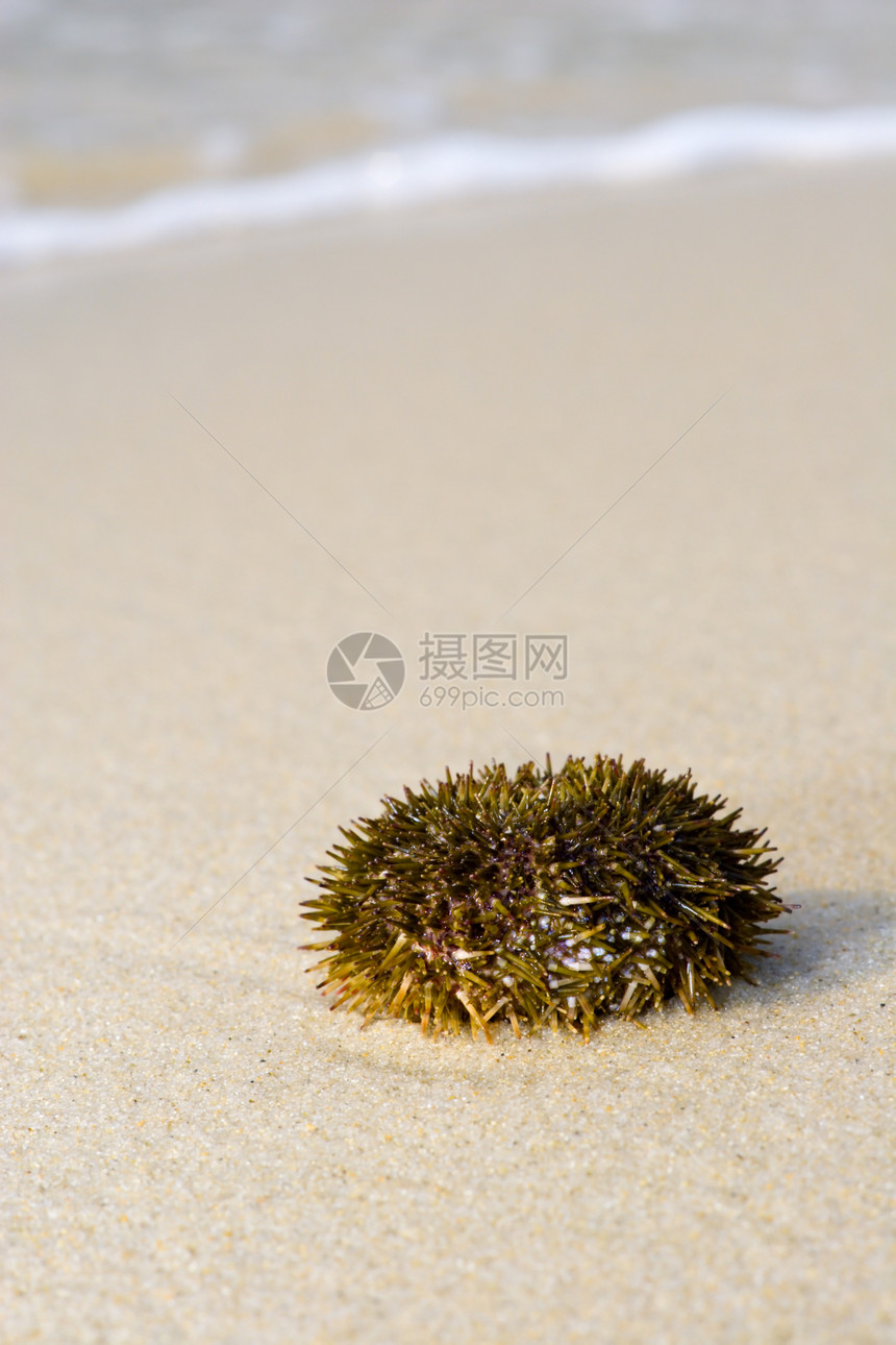 海乌尔钦尖刺生活旅行动物波浪海浪海洋摄影图片