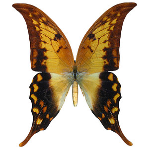 燕尾蝴蝶动物昆虫翅膀鳞翅目季节野生动物双核高清图片