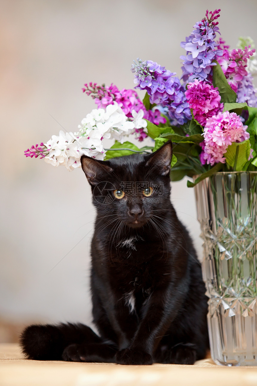 黑猫坐在花瓶旁边图片