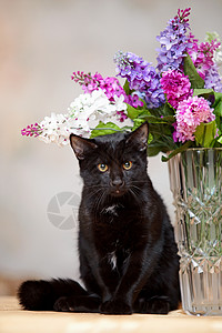黑猫花瓶黑猫坐在花瓶旁边背景