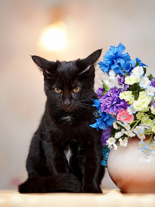 愤怒的黑猫坐在花瓶旁边 拿着花朵高清图片