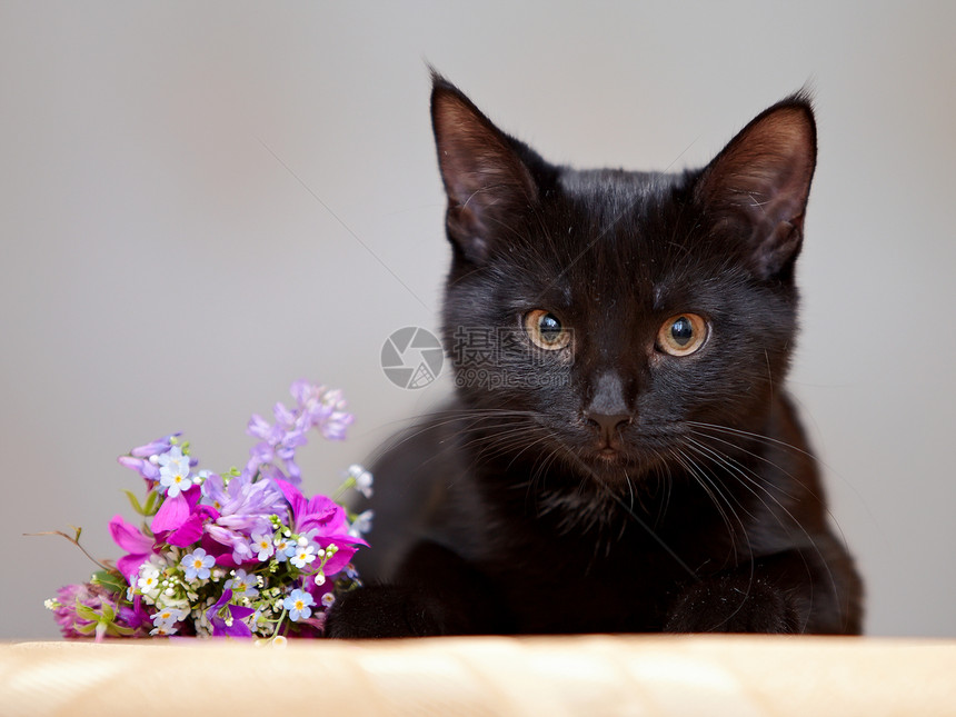 黑猫就躺在一束鲜花旁边图片