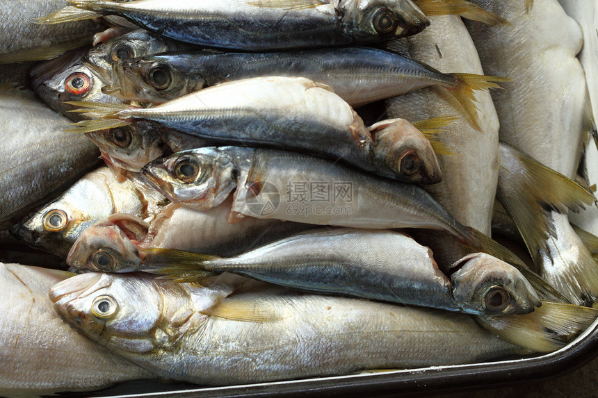直肠蓝鱼食物桌子饮食水平营养海洋美食木头海鲜内脏图片