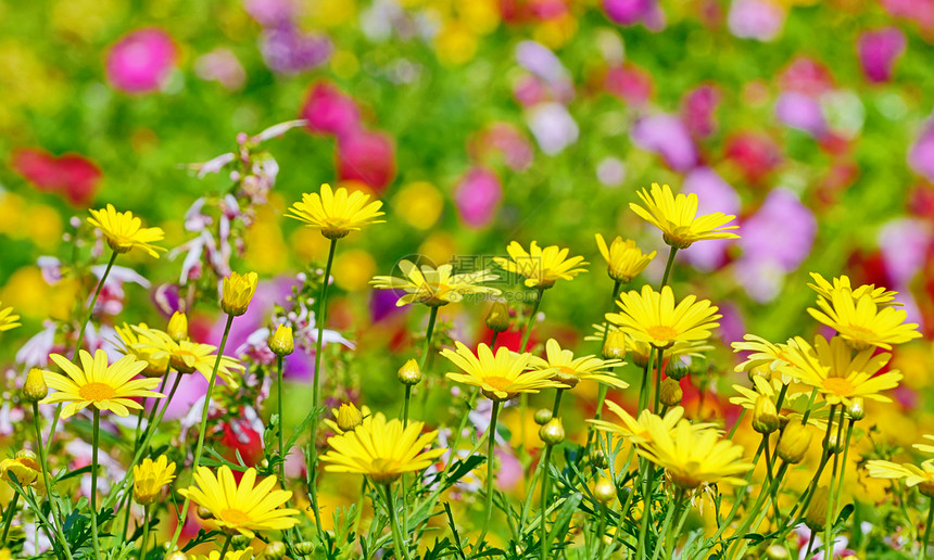 田里美丽的黄色花朵季节野花环境场地园艺生态草地宏观花园农田图片