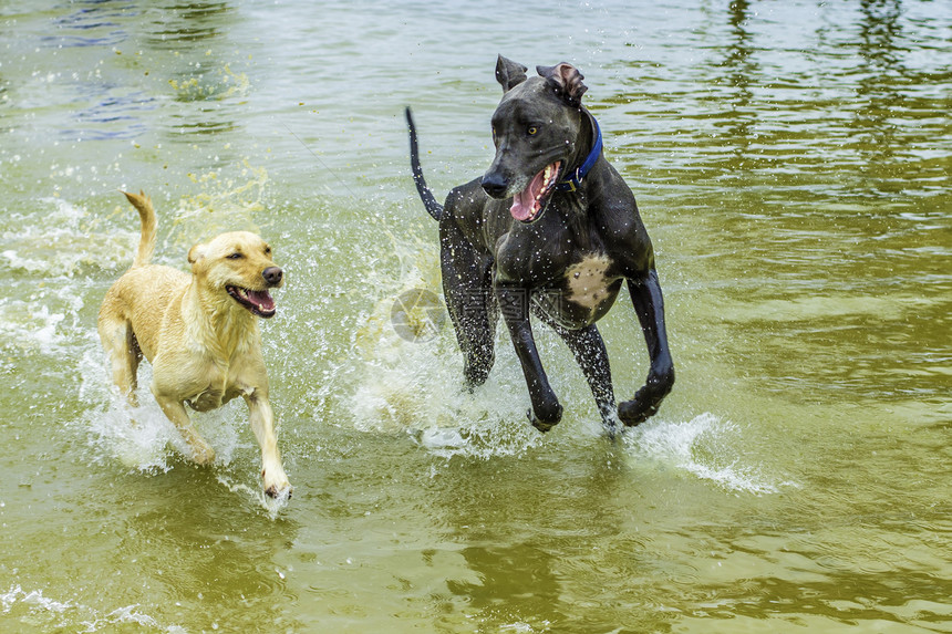 在水中玩狗微笑乐趣犬类宠物海滩飞溅哺乳动物友谊动物跑步图片