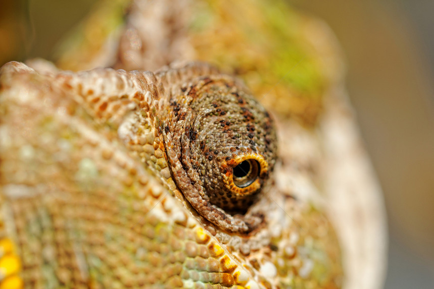 色埃利奥卡希特拉图usa kgm黄色脊椎动物动物绿色爬虫变色龙宠物野生动物眼睛眼球图片