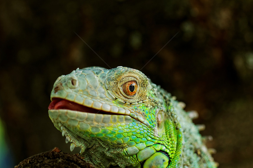 绿色蜥蜴的肖像异国热带鬣蜥荒野爬行动物生物爬虫动物园皮肤动物图片