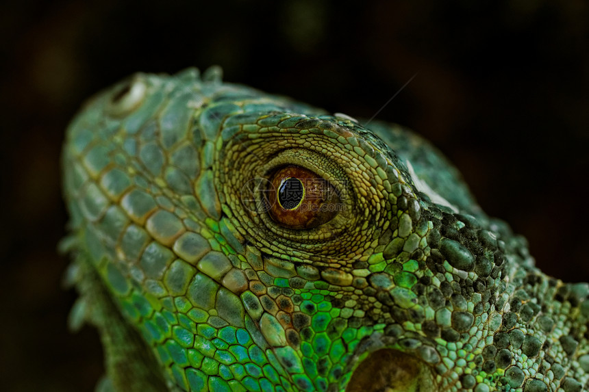绿色蜥蜴的肖像爪子皮肤爬行动物情调爬虫动物园宏观热带尾巴宠物图片