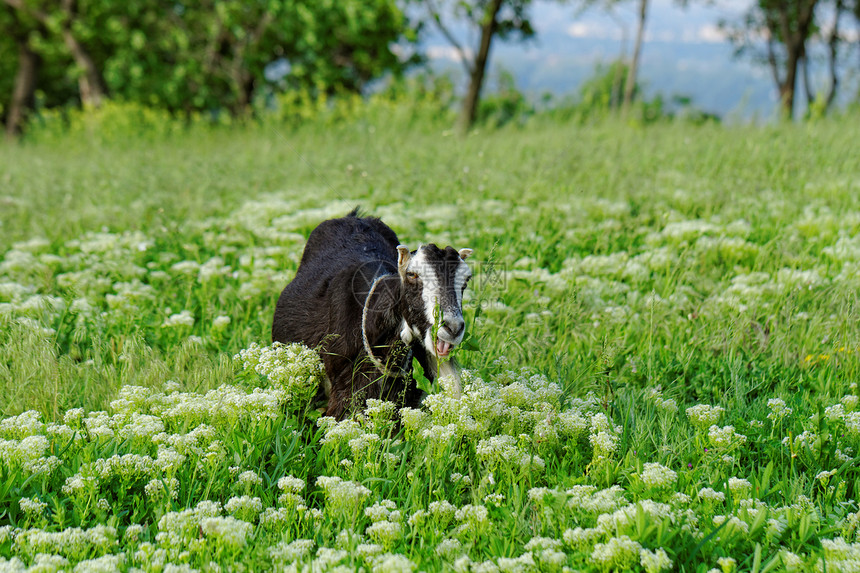 山羊放牧天空牛角场地农场食物农村毛皮家畜农业草地图片