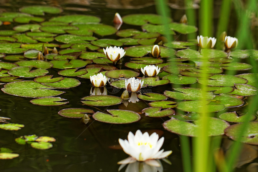 池塘里的百里水花瓣植物学海浪白色花朵绿色植物植物群荷花叶子图片