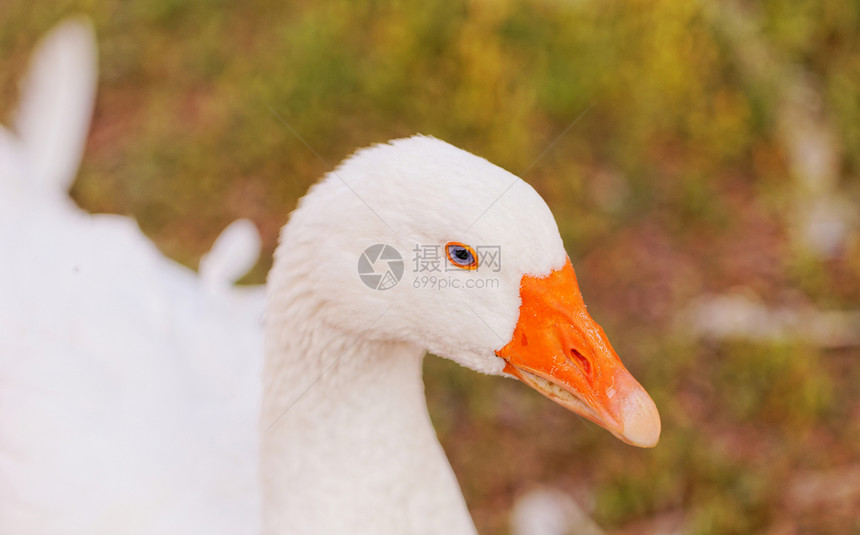 白鹅野鸟生产小鹅宠物鸟类生活橙子动物家畜家禽图片