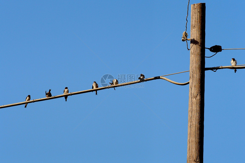 咽燕天空平衡动物鸟类金属图片