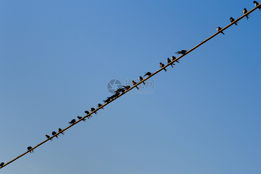 咽燕动物金属鸟类天空平衡图片