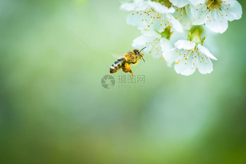 蜜蜂在飞行中的蜜蜂接近开花的樱桃树工人数字昆虫劳动女王蜂蜡殖民地养蜂业蜂房宏观图片