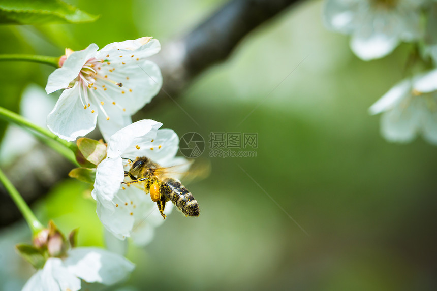 蜜蜂在飞行中的蜜蜂接近开花的樱桃树蜂巢土地爱好劳动蜂蜡工人花粉花园框架职业图片