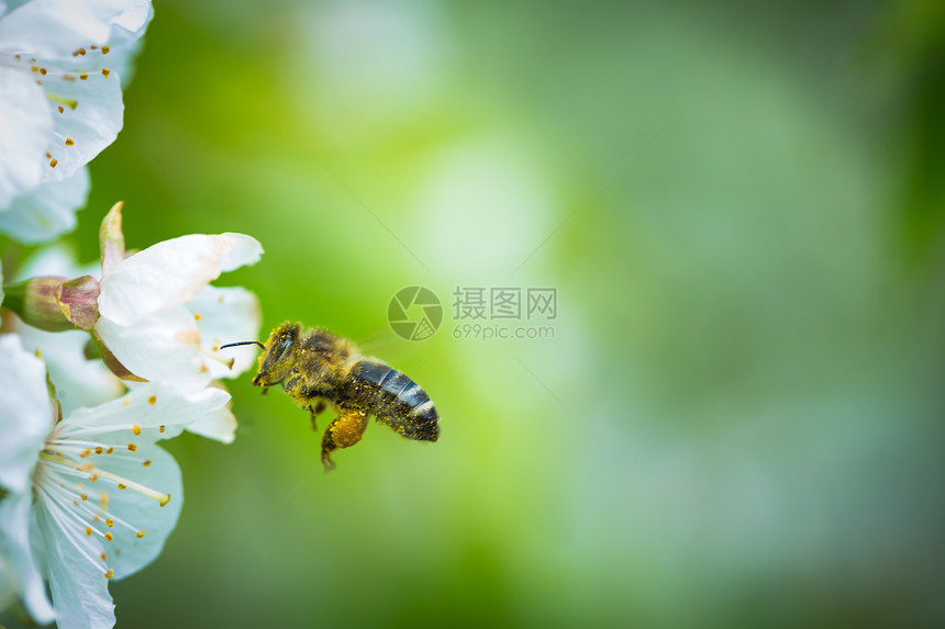 蜜蜂在飞行中的蜜蜂接近开花的樱桃树数字宏观蜂蜜职业花粉蜂窝蜂房工人养蜂业劳动图片
