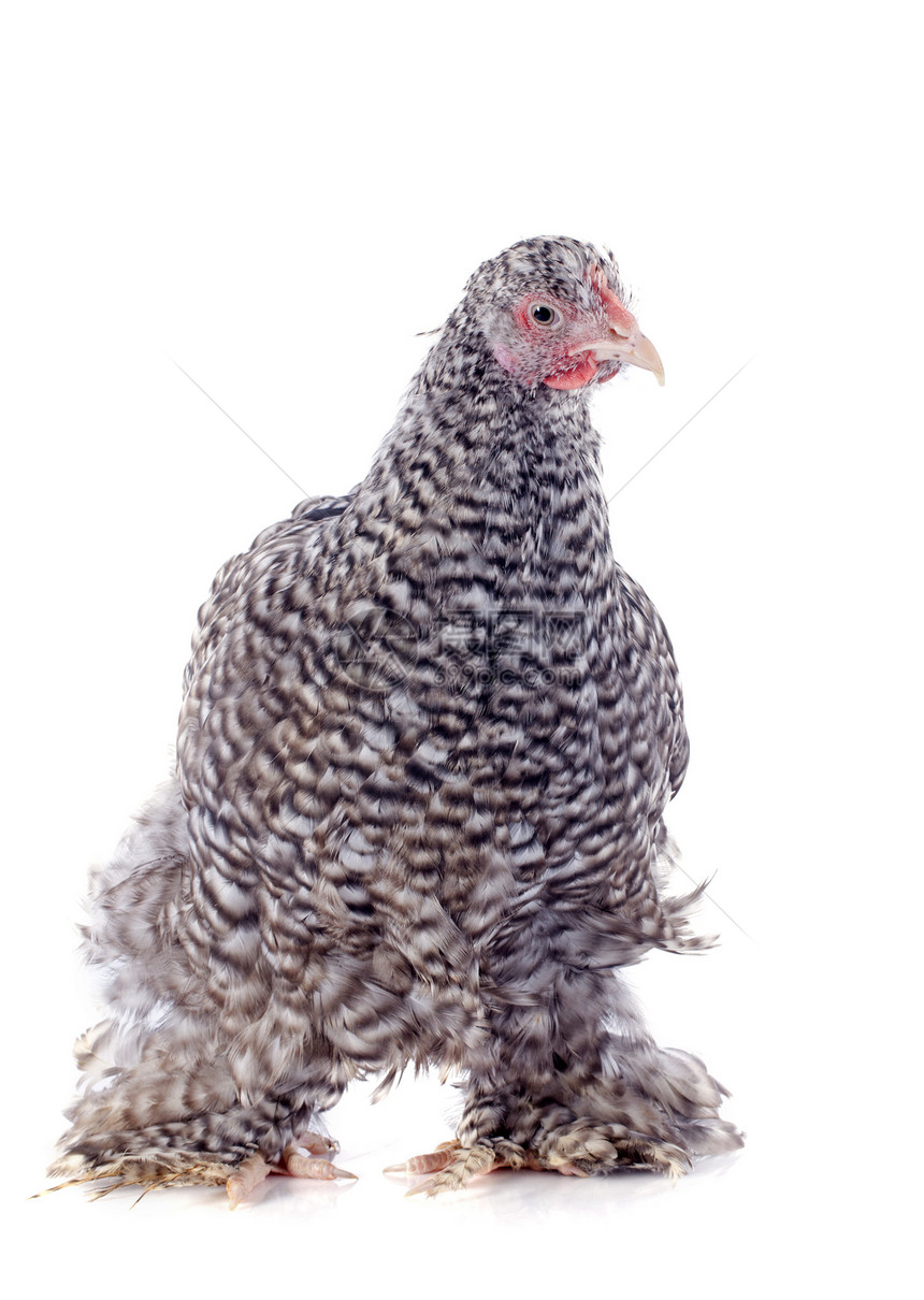 乌金顿鸡鸡灰色动物英语小鸡脚鸡公鸡农场家禽乡村工作室图片