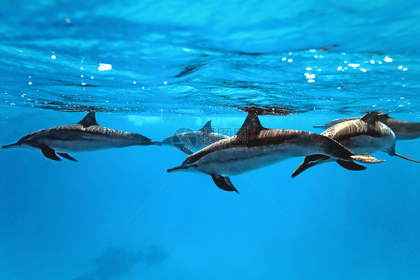 海中海豚海洋荒野哺乳动物鲸鱼蓝色瓶子野生动物环礁图片