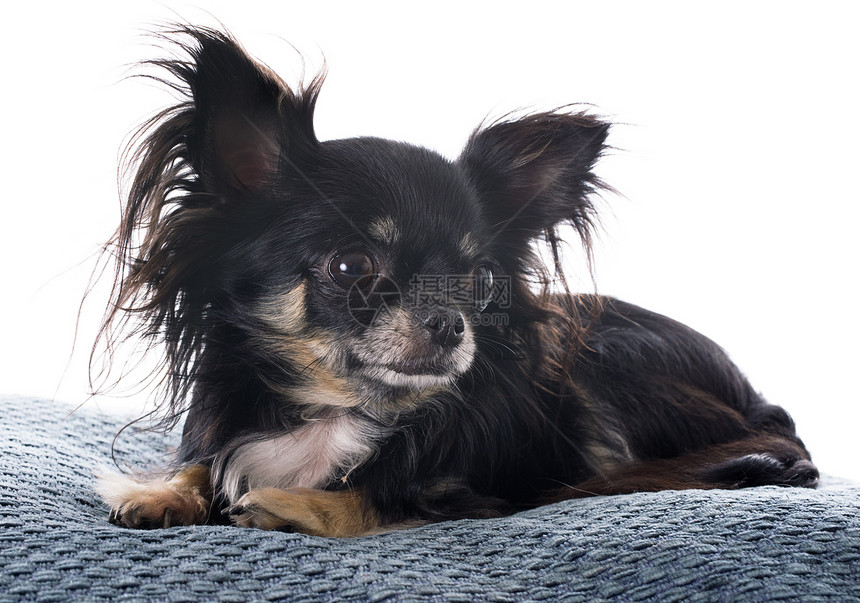 小狗吉娃娃黑色伴侣宠物工作室犬类动物棕色软垫图片