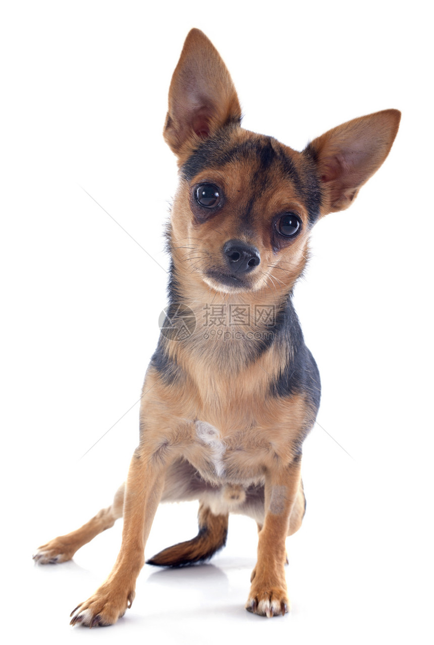 小狗吉娃娃犬类工作室白色伴侣棕色宠物动物图片