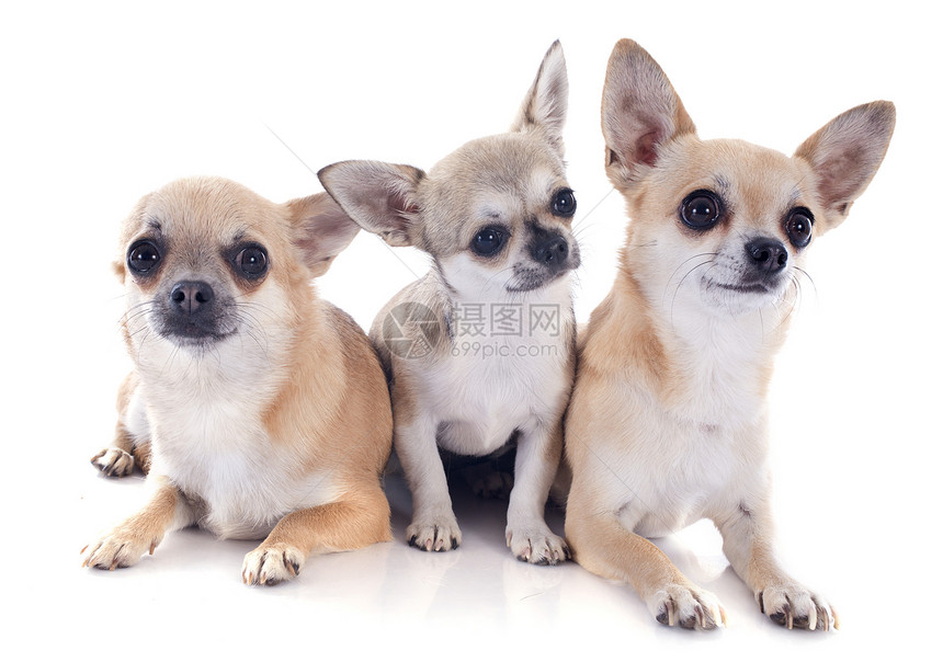 吉娃娃族家庭伴侣动物宠物犬类男性白色棕色工作室女性母亲图片