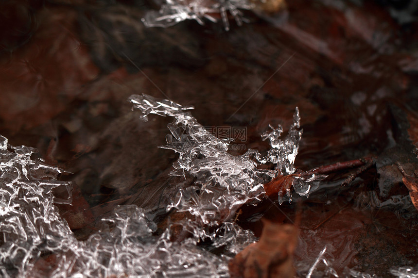 冰柱宏白色宏观天气季节性植物季节红色森林冻结叶子图片