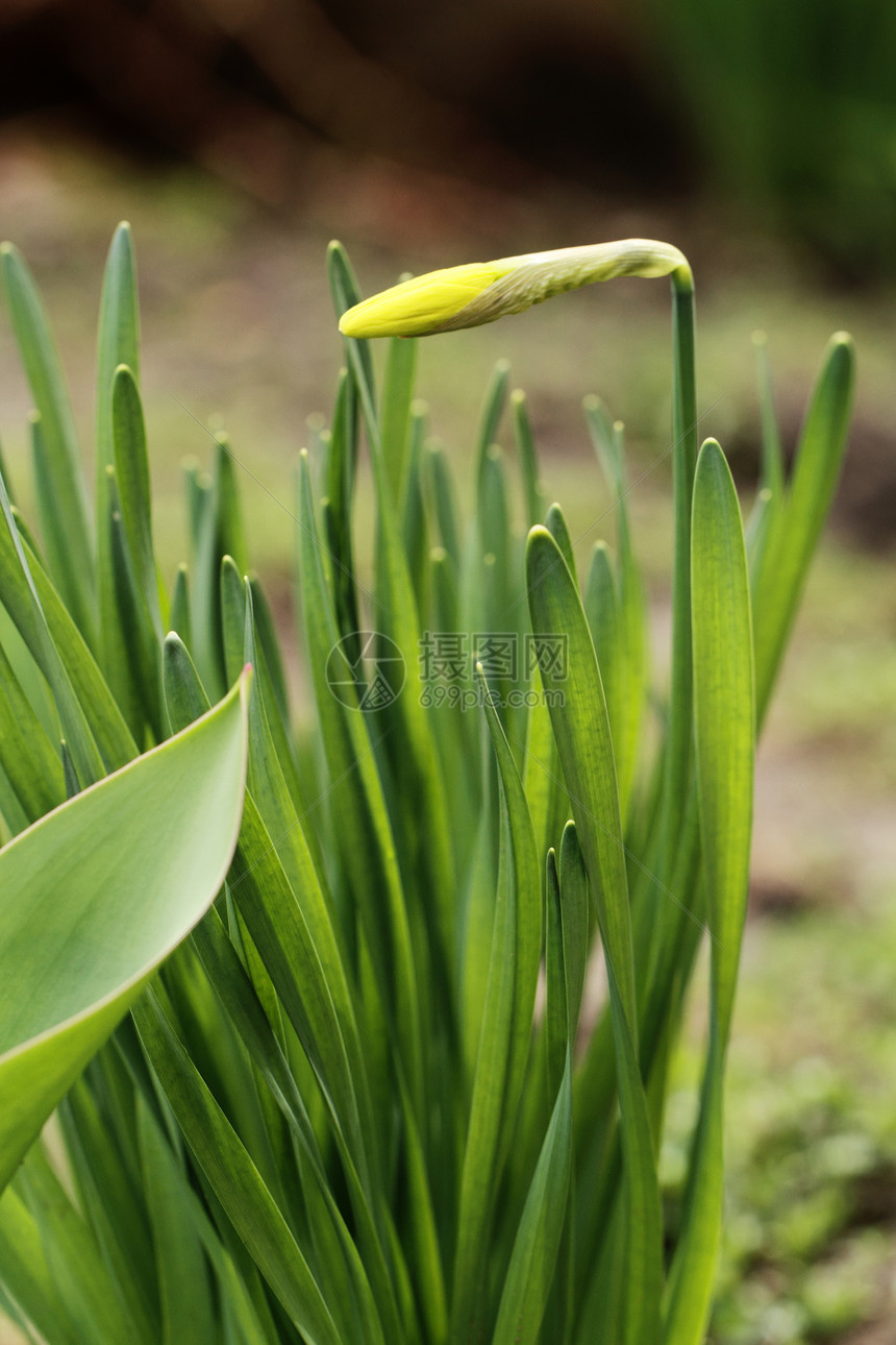 内幕发芽植物群水仙花季节叶子草地植物花瓣黄色绿色季节性图片