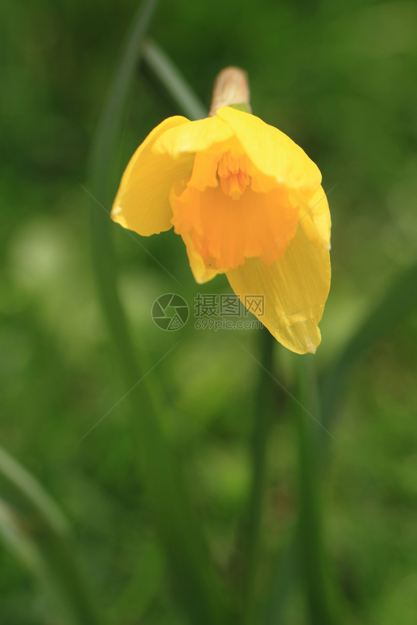 自给的花朵植物群绿色黄色草地水仙花花园季节性叶子花瓣季节图片