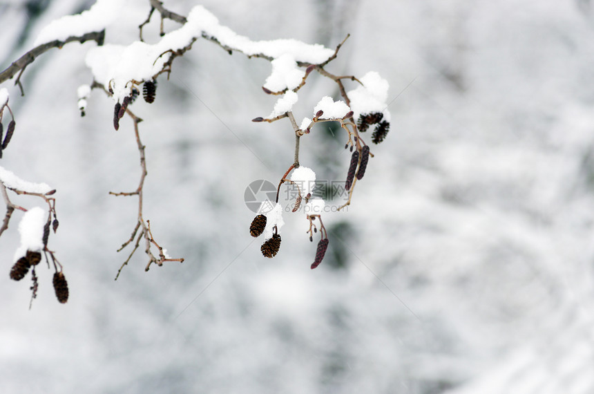 白枝和雪季节温度微光结晶生长蓝色降雪天气弯曲枝条图片