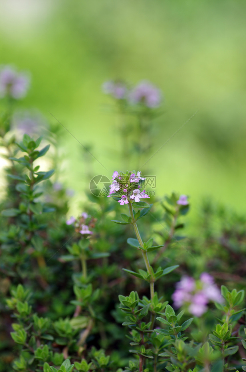 甲马     愈合草药和营养植物 自然生长草地烹饪园艺花园食物胸腺宏观紫色香料药品图片