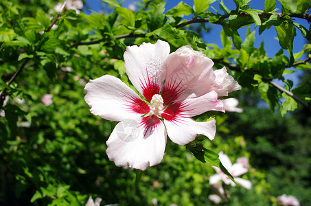 锦葵虱花园中的粉红和白碧花天空草本植物美丽热带植物情调衬套木槿植物群生长背景