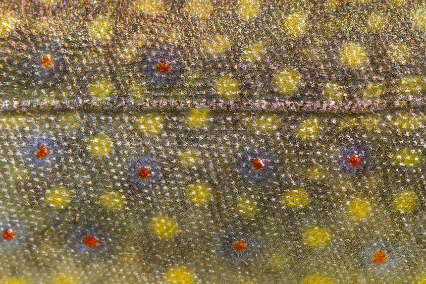 鱼皮钓鱼鳟鱼斑点皮肤绿色宏观图片