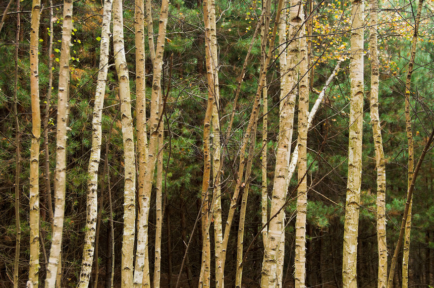 Birch 树桦木风景森林树干植物环境叶子木头阳光农村图片