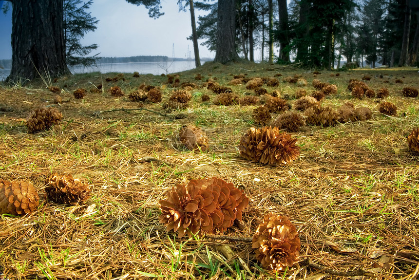 地面的conifer 锥盘图片